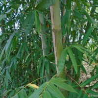 <i>Bambusa vulgaris</i>  Schrad. ex J.C.Wendl.